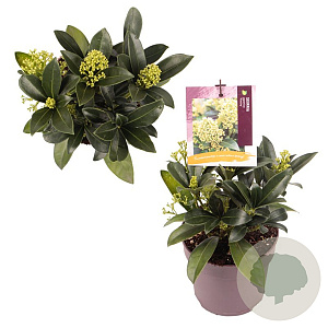 Skimmia j. 'Finchy' GM P13