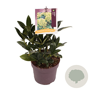 Skimmia j. 'Finchy' GM P13