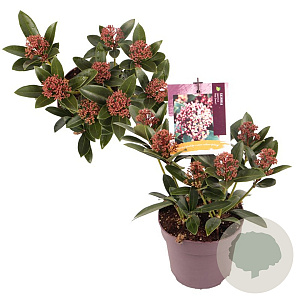 Skimmia j. Red Dwarf GM P13