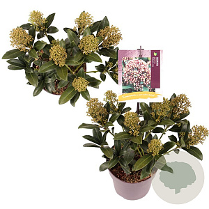 Skimmia j. Rubesta Jos GM P13