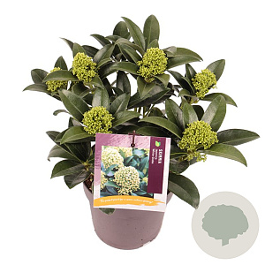 Skimmia j. White Globe GM P13