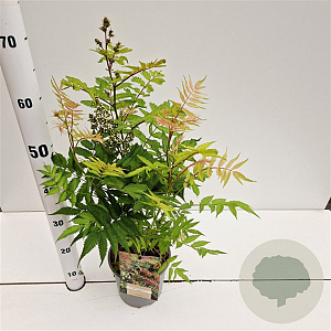 Sorbaria sorbif. 'Sem' 30-40 cm 2,5L