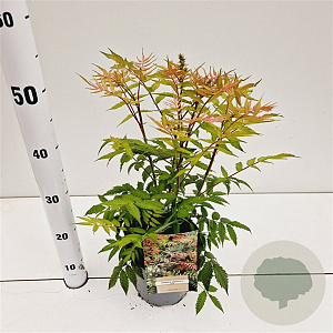 Sorbaria sorbif. 'Sem' 30-40 cm 2,5L