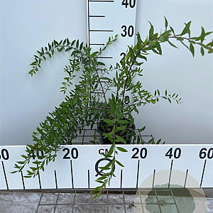 Spiraea cinerea 'Grefsheim' 30-40 cm C1.3