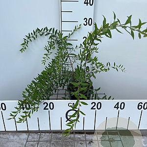 Spiraea cinerea 'Grefsheim' 30-40 cm C1.3