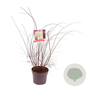 Spiraea cinerea 'Grefsheim' 60-80 cm 7,5L