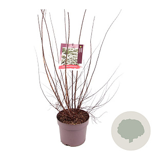 Spiraea nipp. 'Snowmound' 20-30 cm P13