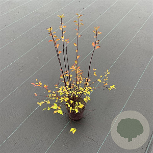 Spiraea vanhouttei 30-35 cm C1.2