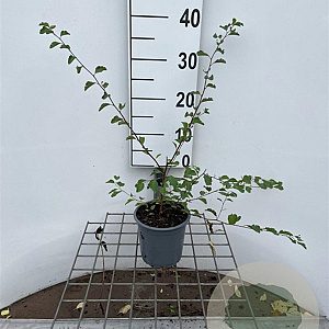 Spiraea vanhouttei 30-40 cm C1.3