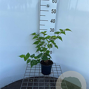 Stephanandra tanakae 30-40 cm C1.3