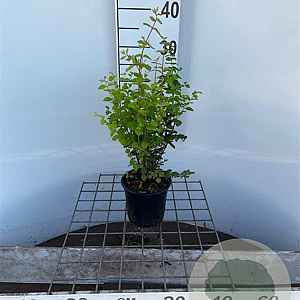 Symphoricarpos d. 'Magic Berry' 30-40 cm C1.3