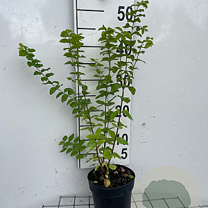 Symphoricarpos d. 'Magic Berry' 30-40 cm C1.3