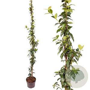 Trachelospermum jasminoides 150-175 cm 7,5L