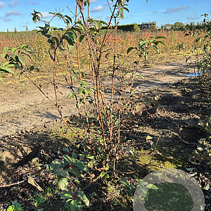 Viburnum bodn. 'Dawn' 125-150 cm met kluit