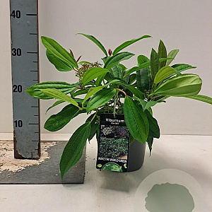 Viburnum davidii 15-20 cm 2,0L