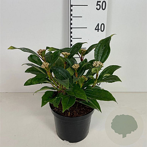 Viburnum davidii 30-40 cm 3,0L