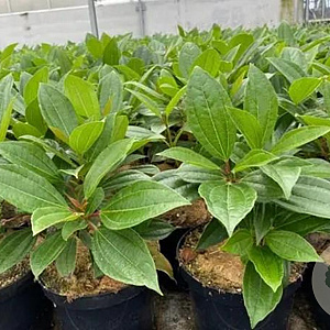 Viburnum davidii 30-40 cm 5,0L