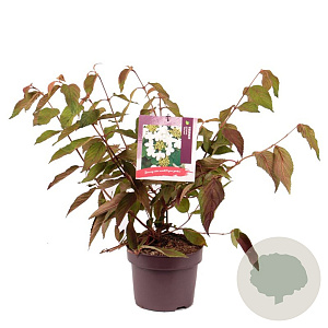 Viburnum plic. 'Mariesii' 30-40 cm 5,0L