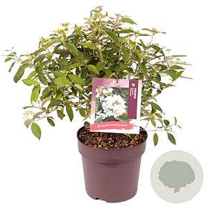 Viburnum plic. 'Watanabe' 50-60 cm 10L