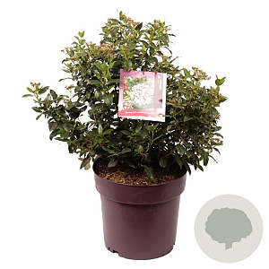 Viburnum tinus 40-50 cm 20L