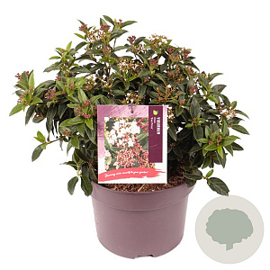Viburnum tin. 'Eve Price' 25-30 cm 5,0L