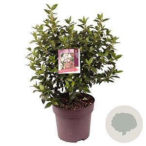 Viburnum tin. 'Eve Price' 45-50 cm 10L