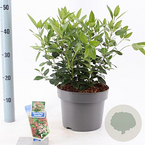 Viburnum tin. 'Gwenllian' 30-40 cm 5,0L