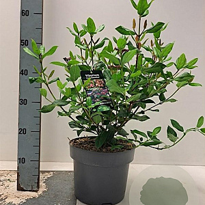 Viburnum tin. 'Gwenllian' 30-40 cm 5,0L