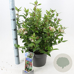 Viburnum tin. 'Gwenllian' 30-40 cm 5,0L