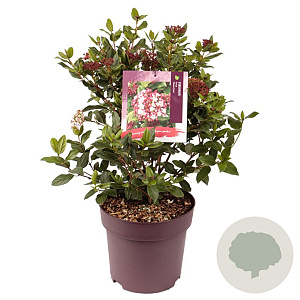 Viburnum tin. 'Gwenllian' 45-50 cm 10L