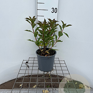 Weigela florida Pink Poppet 25-30 cm 2,5L