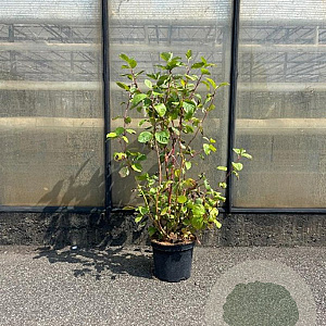 Cornus alba 'Sibirica' 80-100 cm 7,5L