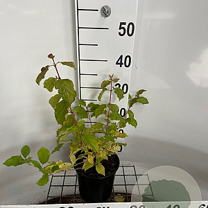 Cornus sang. 'Midwinter Fire' 30-40 cm 2,0L