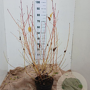 Cornus sang. 'Midwinter Fire' 60-80 cm 7,5L