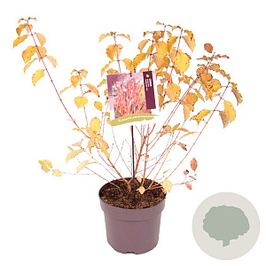 Cornus sang. 'Midwinter Fire' 60-80 cm 7,5L