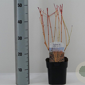 Cornus sang. 'Winter Beauty' 40-50 cm 2,0L