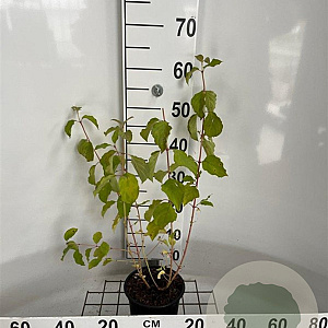 Cornus sang. 'Winter Beauty' 40-50 cm 2,0L