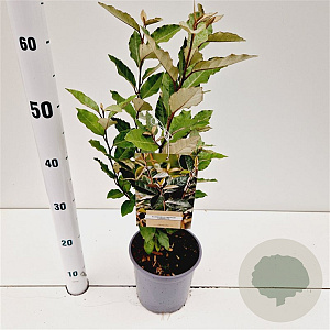 Elaeagnus ebb. 'Compacta' 30-40 cm 2,5L