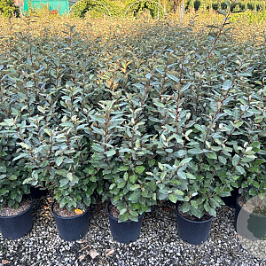 Elaeagnus ebb. 'Compacta' 70-90 cm 9L