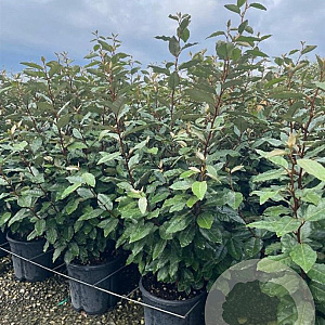 Elaeagnus ebb. 'Compacta' 80-100 cm 9L