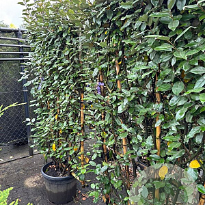 Elaeagnus ebb. 'Compacta' 160 cm container lage leivorm lei 110x160