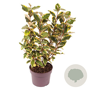 Elaeagnus ebb. 'Viveleg' 30-40 cm 3,0L