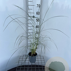 Ammophila arenaria 30-40 cm C1.3