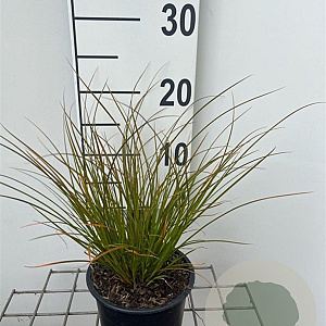 Carex testacea 'Prairie Fire' 20-25 cm C1.3