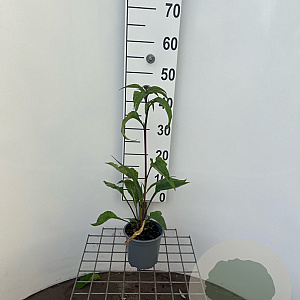 Echinacea p. 'Magnus' GM C1.3