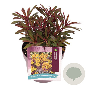 Euphorbia Miner's Merlot GM 2,0L