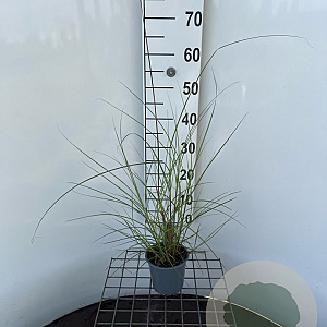 Miscanthus sin. 'Gracillimus' 30-40 cm C1.3