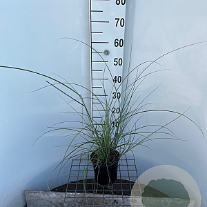 Miscanthus sin. 'Gracillimus' 30-40 cm 2,5L