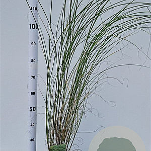 Miscanthus sin. 'Gracillimus' 40-50 cm 2,5L