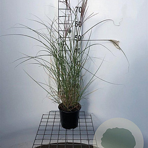 Miscanthus sin. 'Kleine Silbersp.' 40-50 cm 2,5L